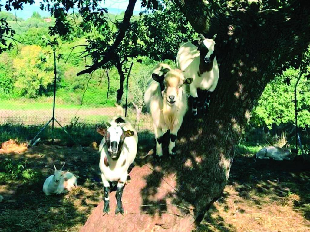 מנצ'יאנו Il Daino Bianco Country Hotel מראה חיצוני תמונה