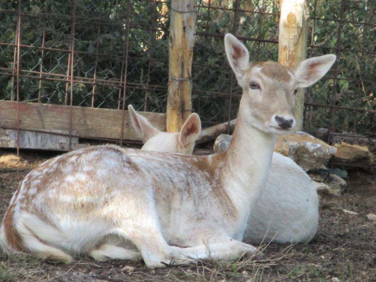 מנצ'יאנו Il Daino Bianco Country Hotel מראה חיצוני תמונה